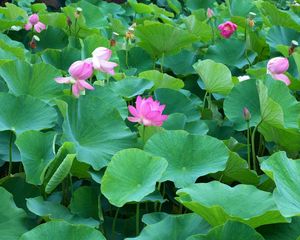 Preview wallpaper lotuses, herbs, leaves, many