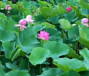 Preview wallpaper lotuses, herbs, leaves, many