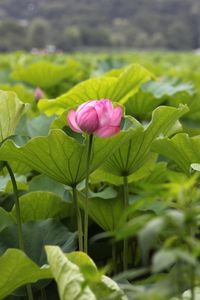 Preview wallpaper lotuses, herbs, leaves, sharpness