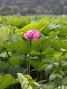 Preview wallpaper lotuses, herbs, leaves, sharpness