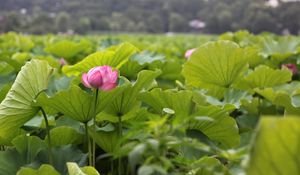 Preview wallpaper lotuses, herbs, leaves, sharpness