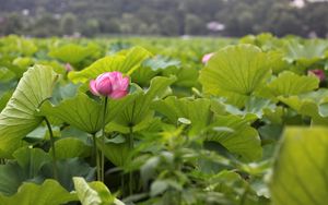 Preview wallpaper lotuses, herbs, leaves, sharpness