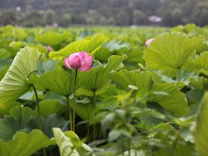 Preview wallpaper lotuses, herbs, leaves, sharpness