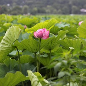 Preview wallpaper lotuses, herbs, leaves, sharpness