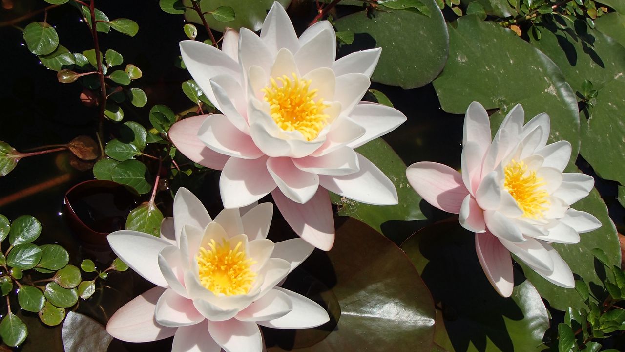 Wallpaper lotuses, petals, flowers, pollen, leaves
