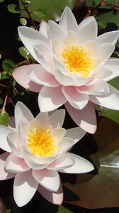 Preview wallpaper lotuses, petals, flowers, pollen, leaves