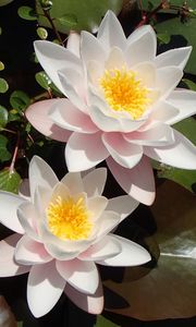 Preview wallpaper lotuses, petals, flowers, pollen, leaves