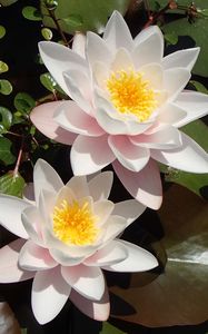 Preview wallpaper lotuses, petals, flowers, pollen, leaves