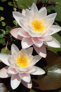 Preview wallpaper lotuses, petals, flowers, pollen, leaves