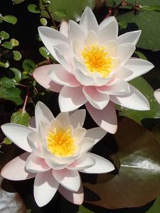 Preview wallpaper lotuses, petals, flowers, pollen, leaves