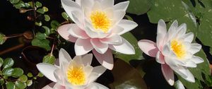 Preview wallpaper lotuses, petals, flowers, pollen, leaves