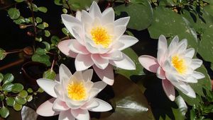 Preview wallpaper lotuses, petals, flowers, pollen, leaves