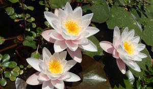 Preview wallpaper lotuses, petals, flowers, pollen, leaves