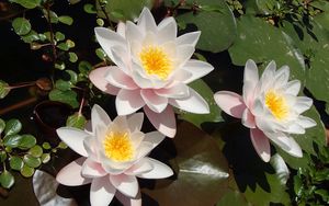 Preview wallpaper lotuses, petals, flowers, pollen, leaves