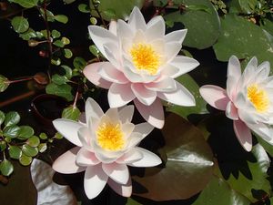 Preview wallpaper lotuses, petals, flowers, pollen, leaves