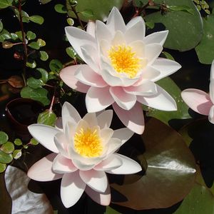 Preview wallpaper lotuses, petals, flowers, pollen, leaves