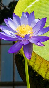 Preview wallpaper lotuses, water lily, flowers, petals, purple
