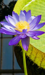 Preview wallpaper lotuses, water lily, flowers, petals, purple