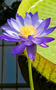 Preview wallpaper lotuses, water lily, flowers, petals, purple