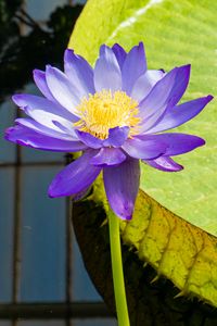 Preview wallpaper lotuses, water lily, flowers, petals, purple