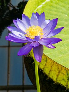 Preview wallpaper lotuses, water lily, flowers, petals, purple