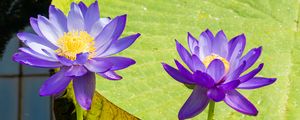 Preview wallpaper lotuses, water lily, flowers, petals, purple