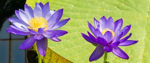 Preview wallpaper lotuses, water lily, flowers, petals, purple