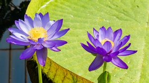 Preview wallpaper lotuses, water lily, flowers, petals, purple