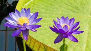 Preview wallpaper lotuses, water lily, flowers, petals, purple