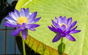 Preview wallpaper lotuses, water lily, flowers, petals, purple