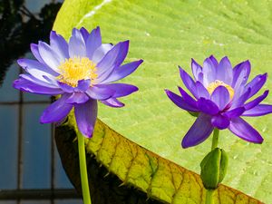Preview wallpaper lotuses, water lily, flowers, petals, purple