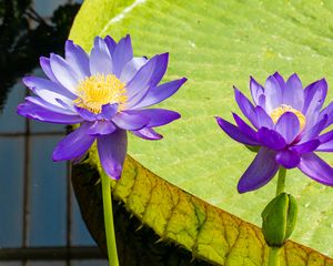 Preview wallpaper lotuses, water lily, flowers, petals, purple
