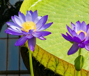 Preview wallpaper lotuses, water lily, flowers, petals, purple