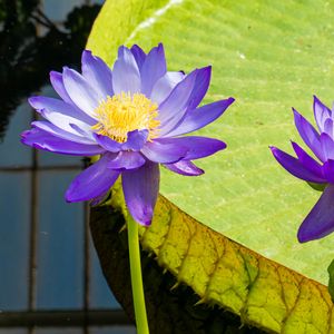 Preview wallpaper lotuses, water lily, flowers, petals, purple