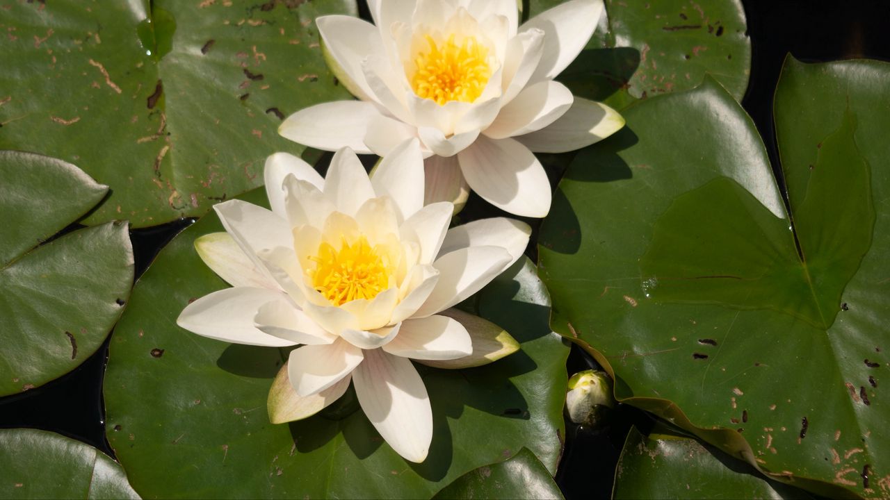 Wallpaper lotuses, white, flowers, petals