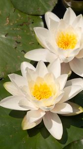 Preview wallpaper lotuses, white, flowers, petals