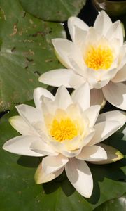 Preview wallpaper lotuses, white, flowers, petals