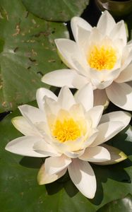 Preview wallpaper lotuses, white, flowers, petals