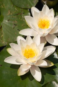 Preview wallpaper lotuses, white, flowers, petals