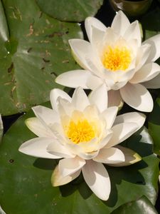 Preview wallpaper lotuses, white, flowers, petals