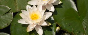 Preview wallpaper lotuses, white, flowers, petals