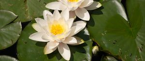 Preview wallpaper lotuses, white, flowers, petals