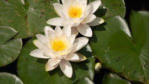 Preview wallpaper lotuses, white, flowers, petals