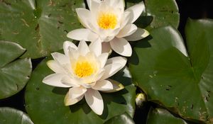 Preview wallpaper lotuses, white, flowers, petals