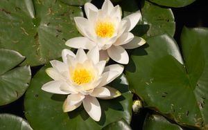 Preview wallpaper lotuses, white, flowers, petals