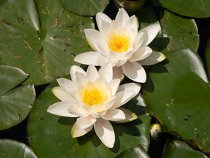 Preview wallpaper lotuses, white, flowers, petals