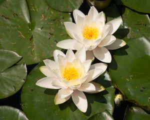 Preview wallpaper lotuses, white, flowers, petals