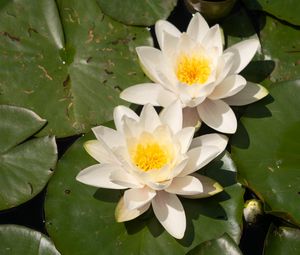 Preview wallpaper lotuses, white, flowers, petals