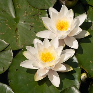 Preview wallpaper lotuses, white, flowers, petals