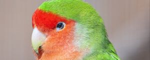 Preview wallpaper lovebird, parrot, bird, bright